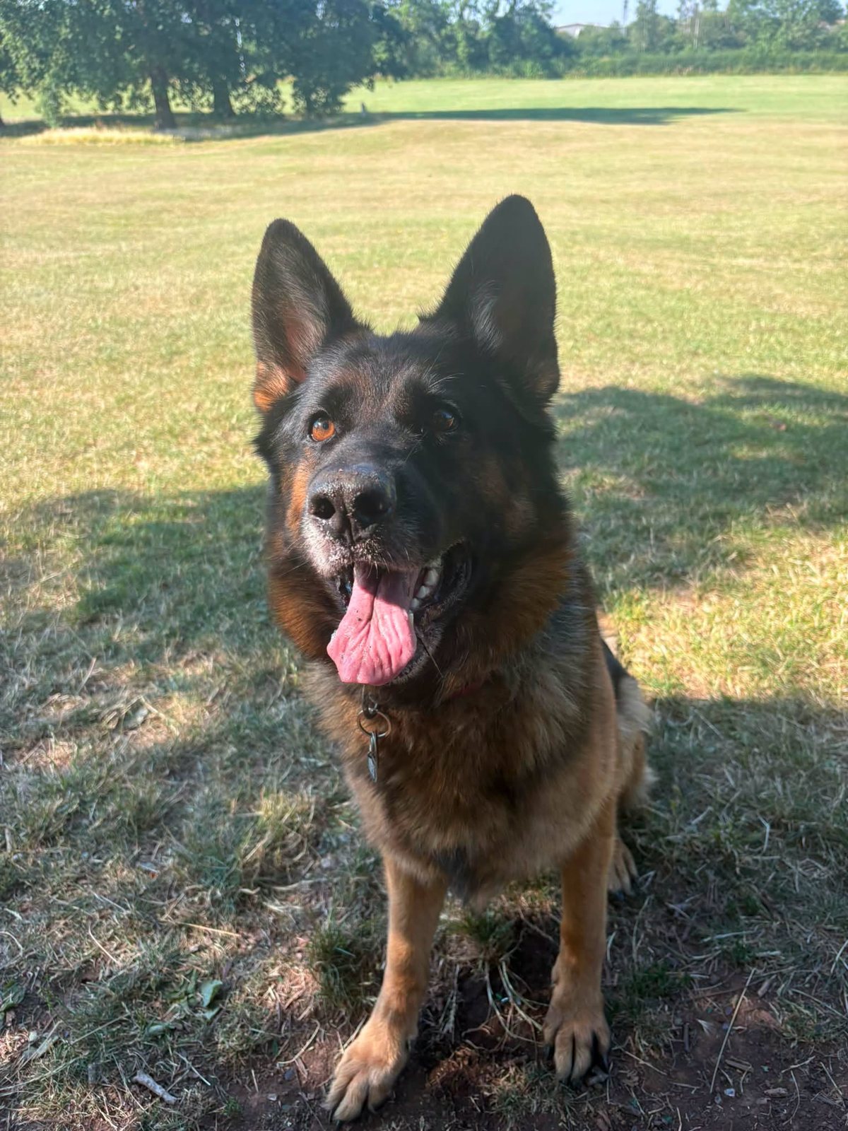 A German Shepherd sitting happily on a walk in the park